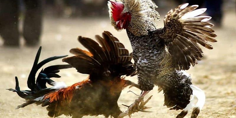 Chọn gà qua lối đá, kỹ thuật đá