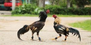 Đá gà cựa sắt - Phiên bản nâng cấp của đá gà truyền thống
